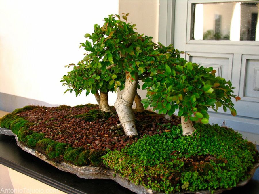 Bonsai