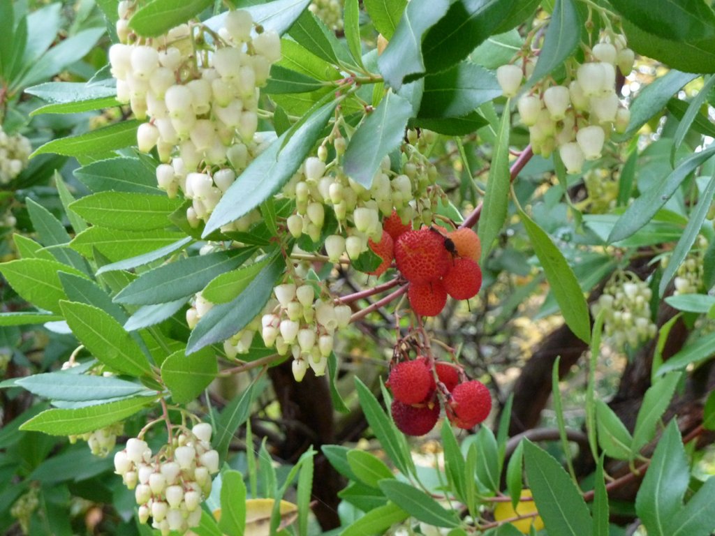 El madroño: flores y frutos en tu jardín | Plantas