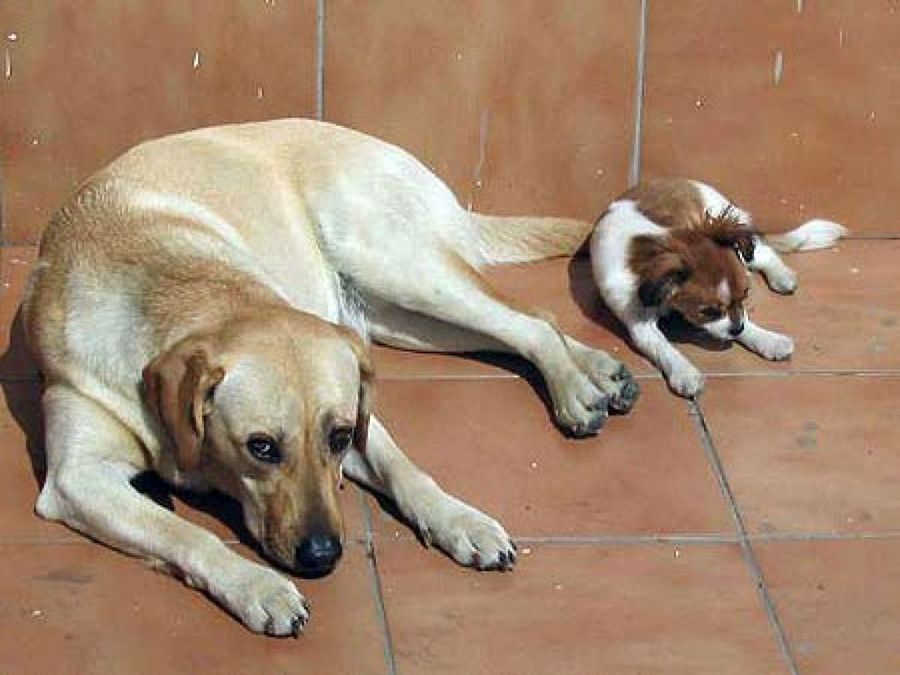 perro&cachorro