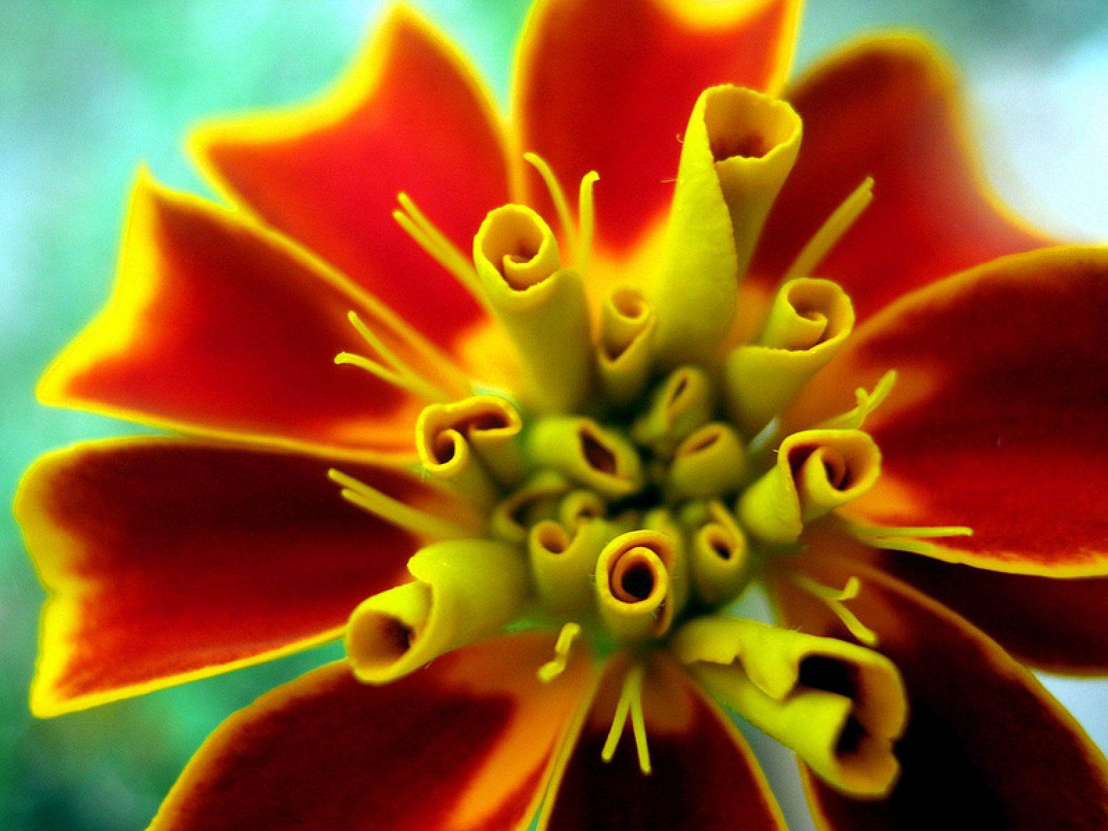 Tagetes. Plantas anuales