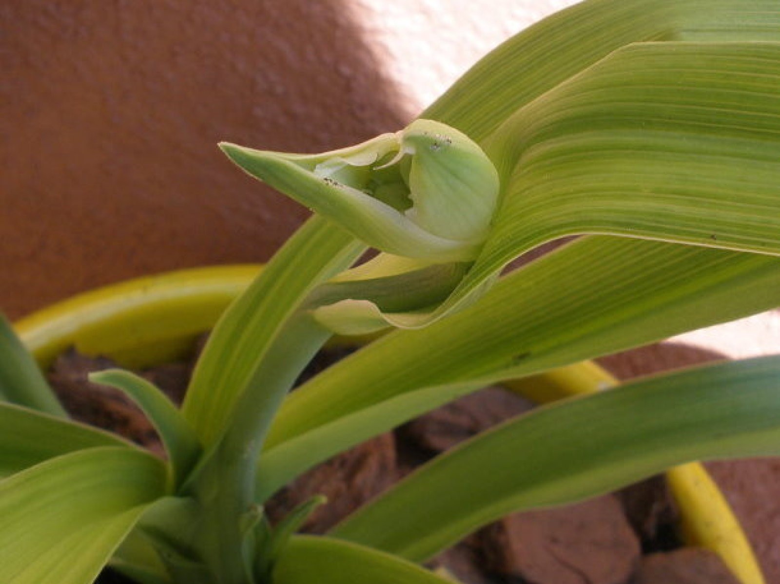 hemerocallis