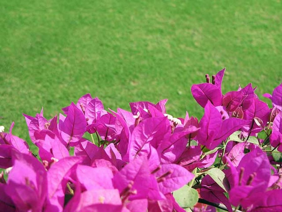 Jardinería en violeta y rosa | Plantas