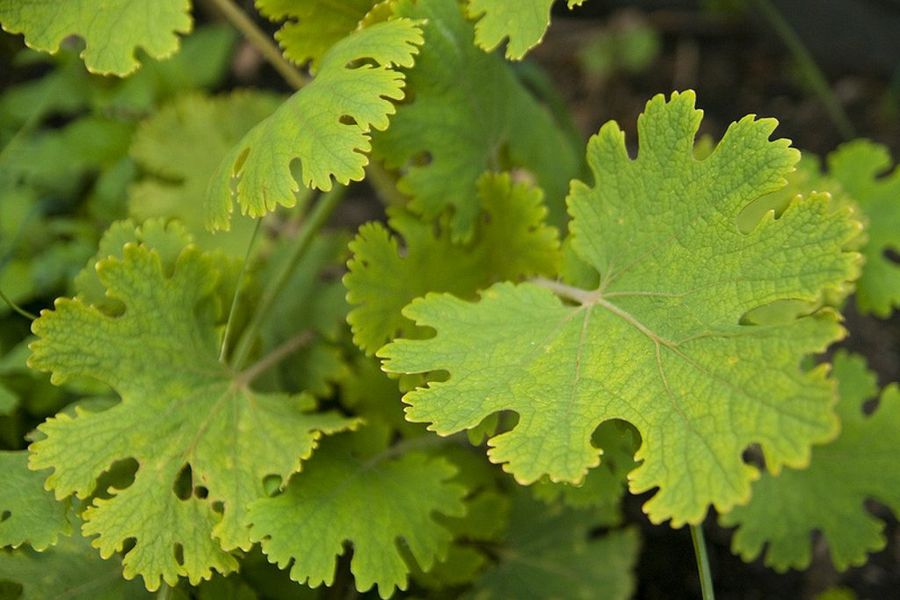 Macleaya cordata