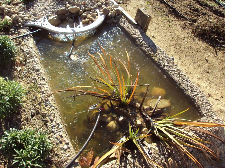 Beneficios de tener un estanque en tu propio jardín.