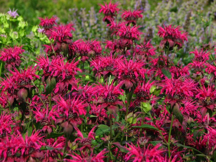 Monarda Didyma