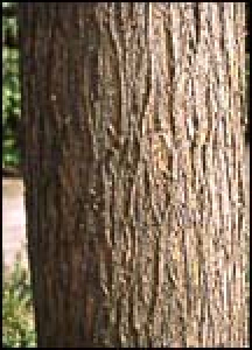 tronco árbol