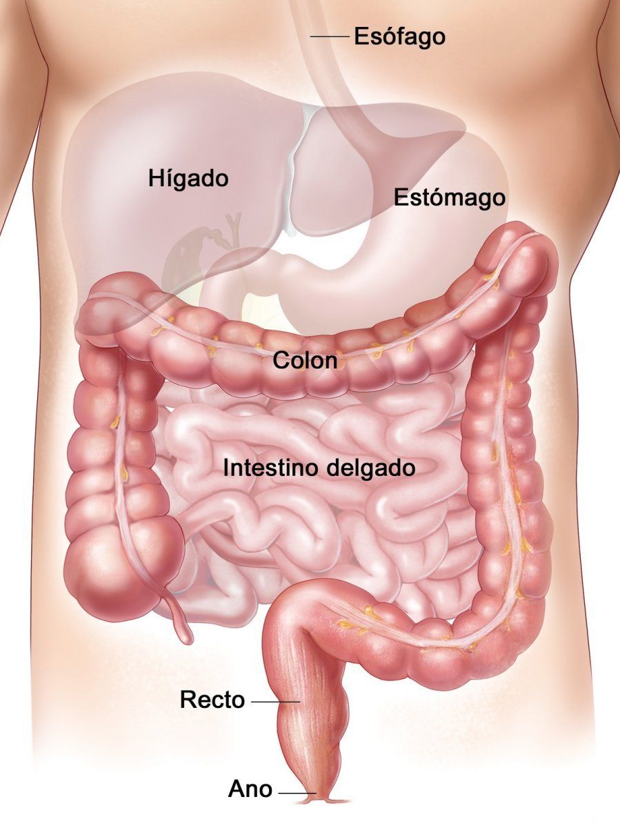 Aparato digestivo