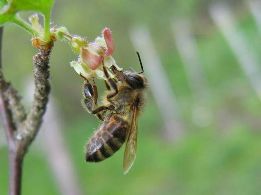 abeja