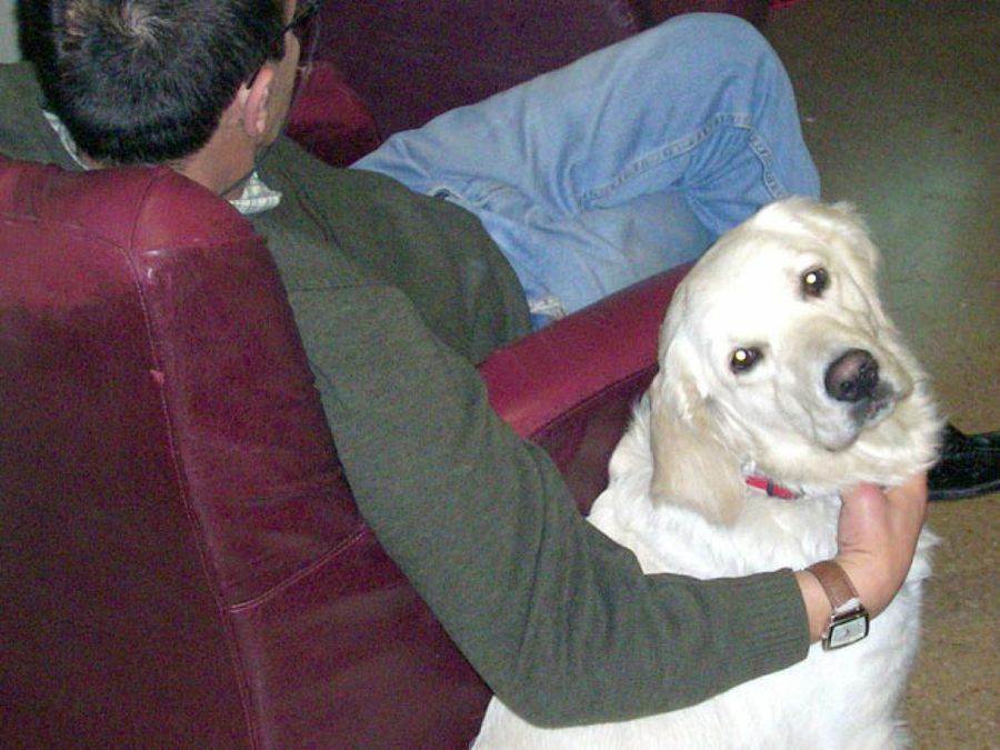 perro mirando atrás