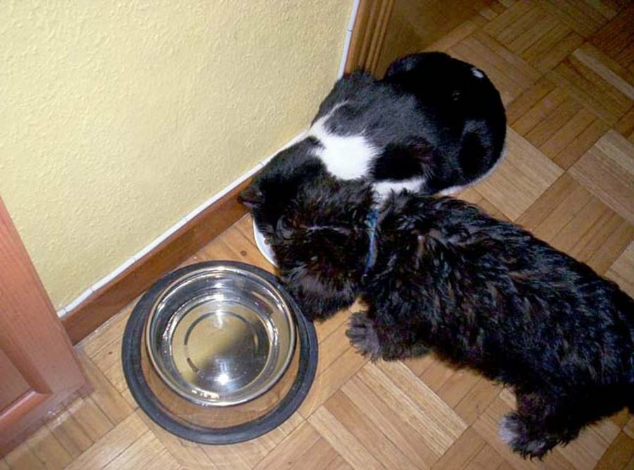 perro y gato comiendo