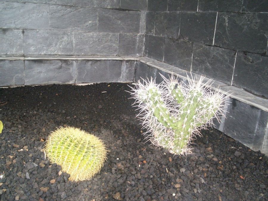 Cactus-cuidado que pinchan!!!!
