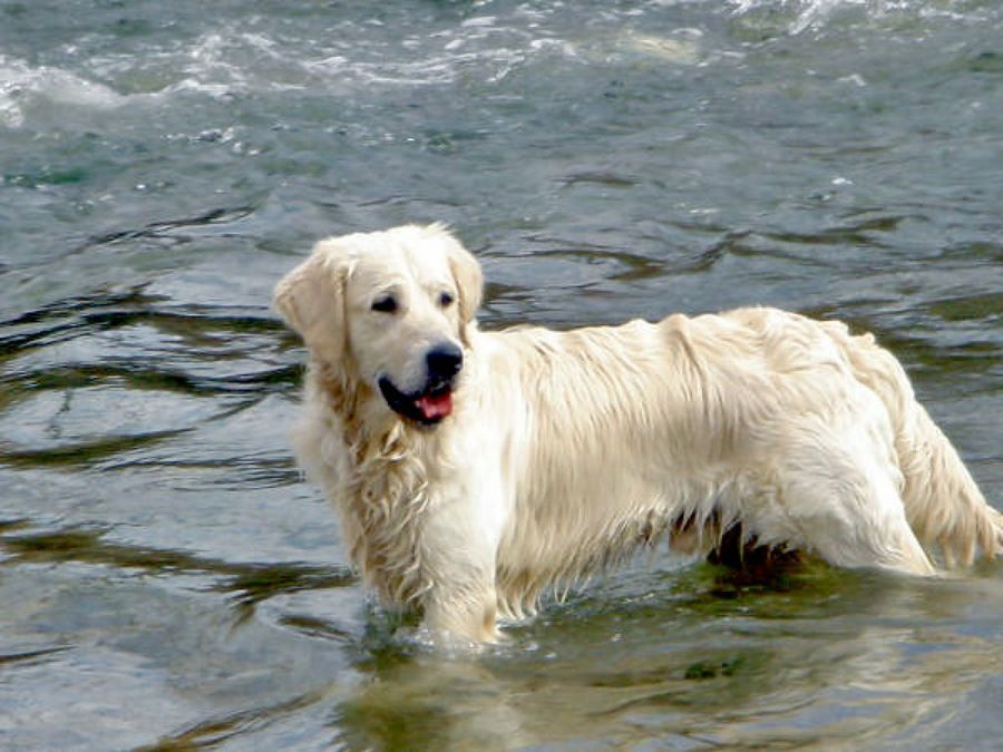 perro en el agua