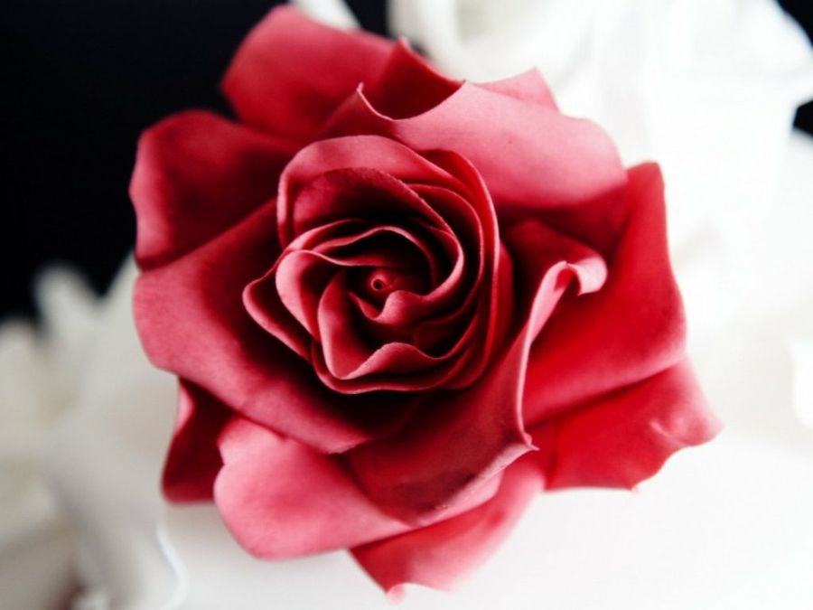 La Rosa una flor comestible | Cocina
