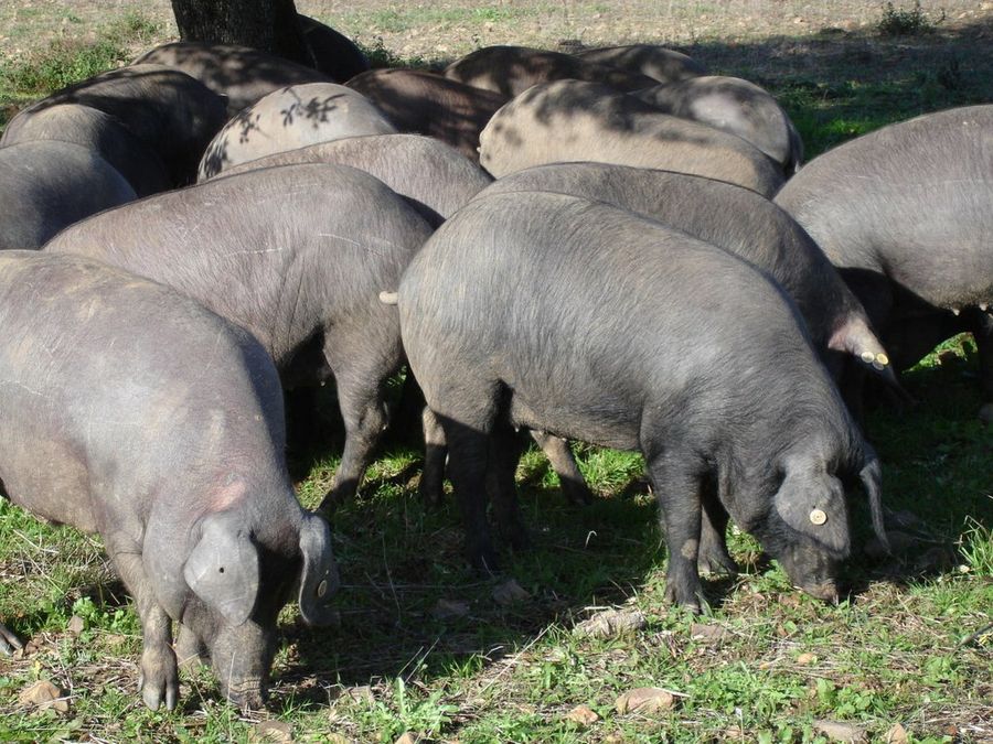 Cerdos Ibéricos - comakut