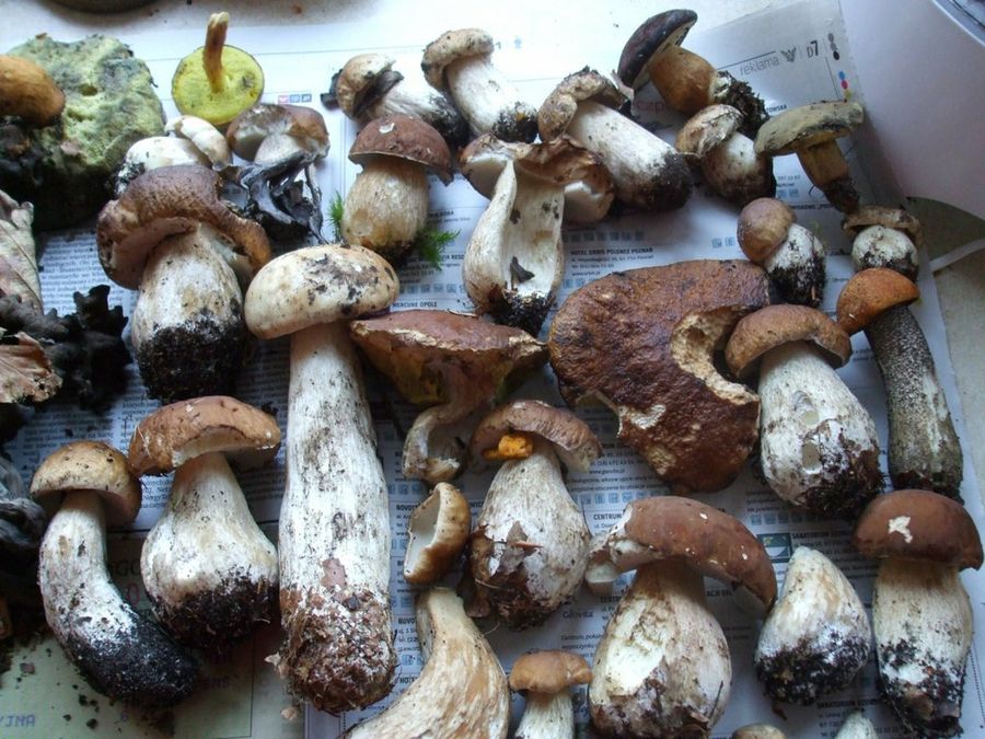  Boletus