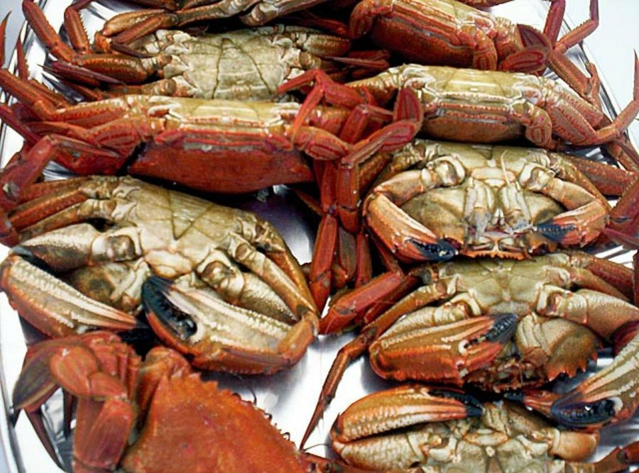 Cangrejos
