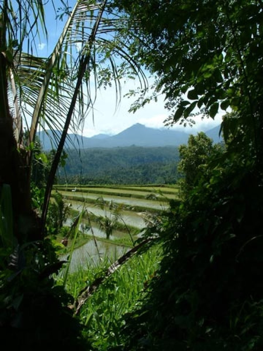arrozal