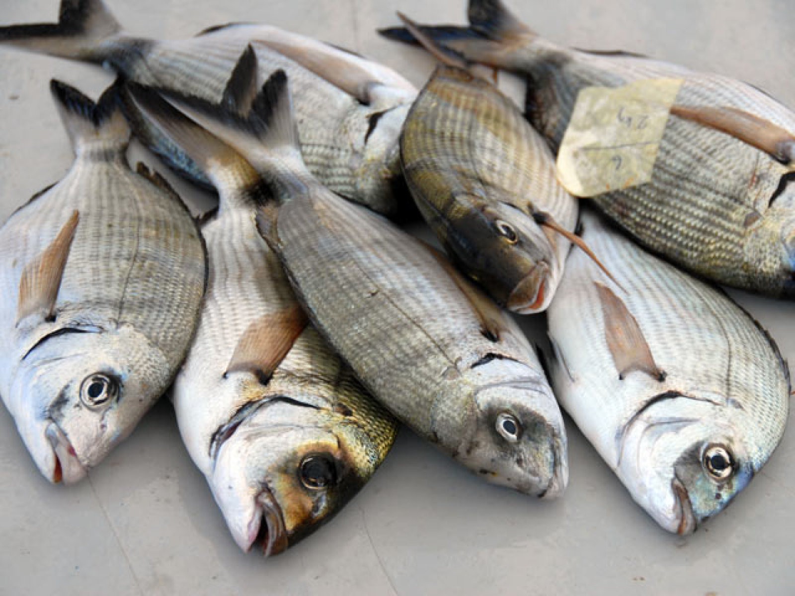 pescado