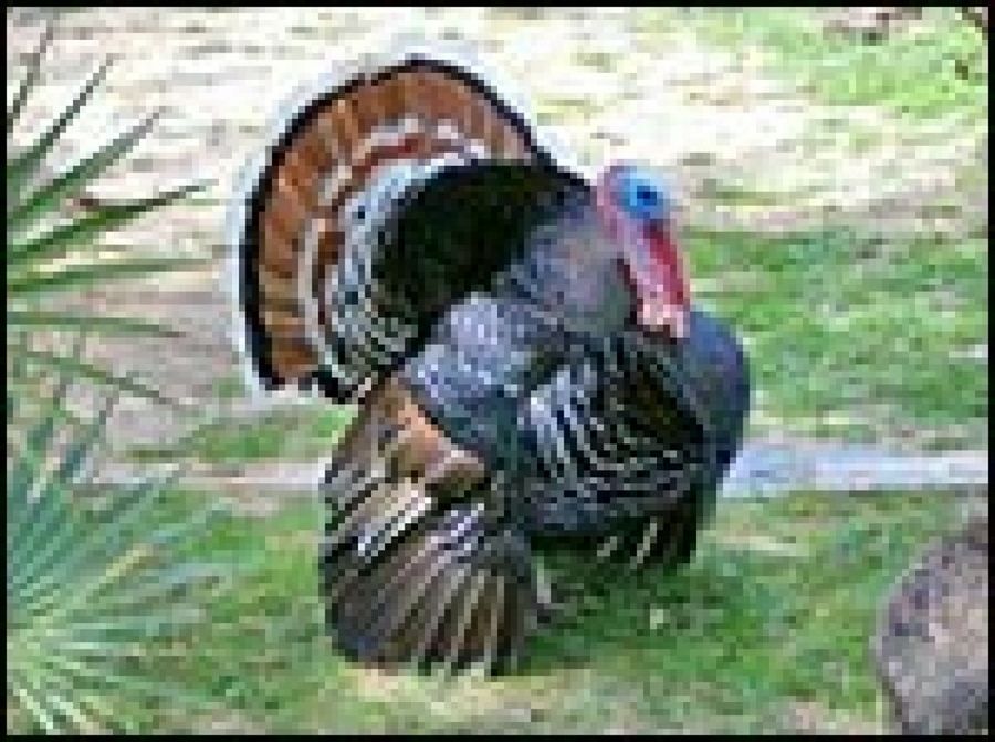 Pavo