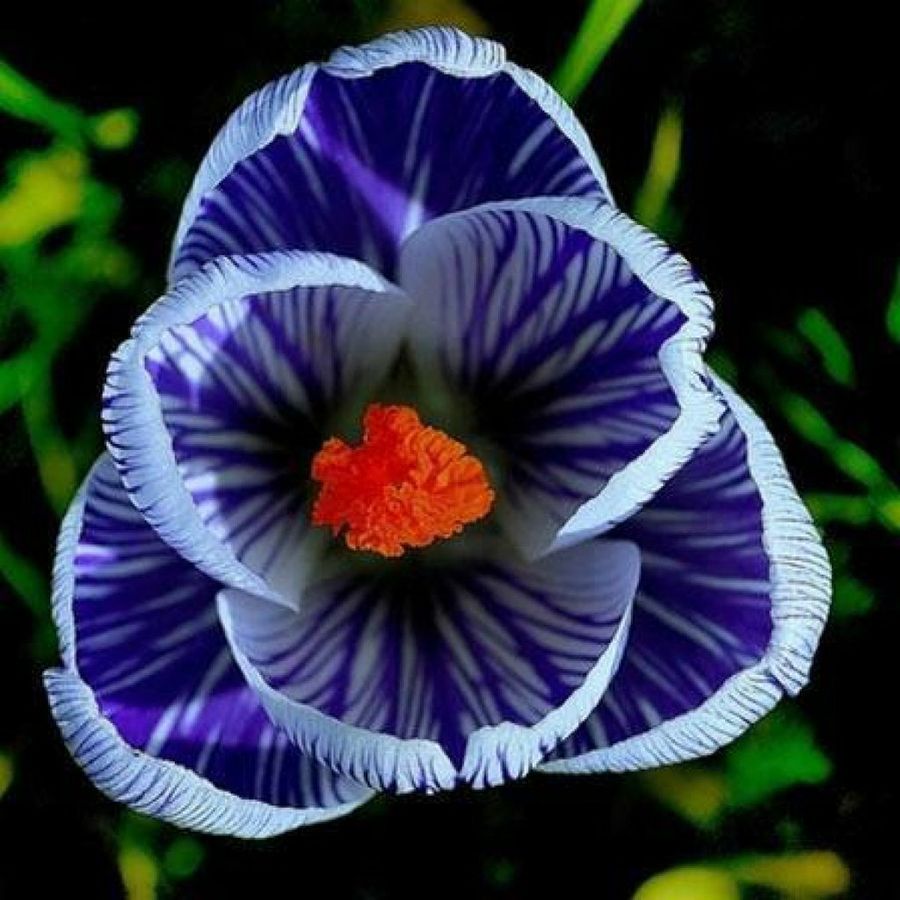 Espectaculares imágenes de flores | Plantas Espectaculares imágenes de flores | Plantas