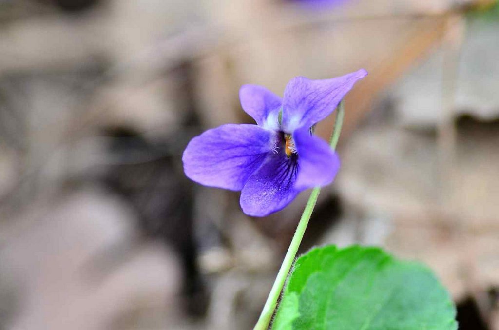 Las violetas, alfombra de color | Plantas