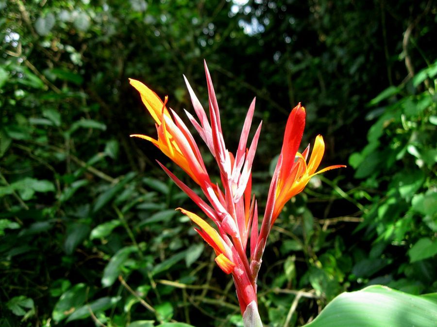 Canna indica