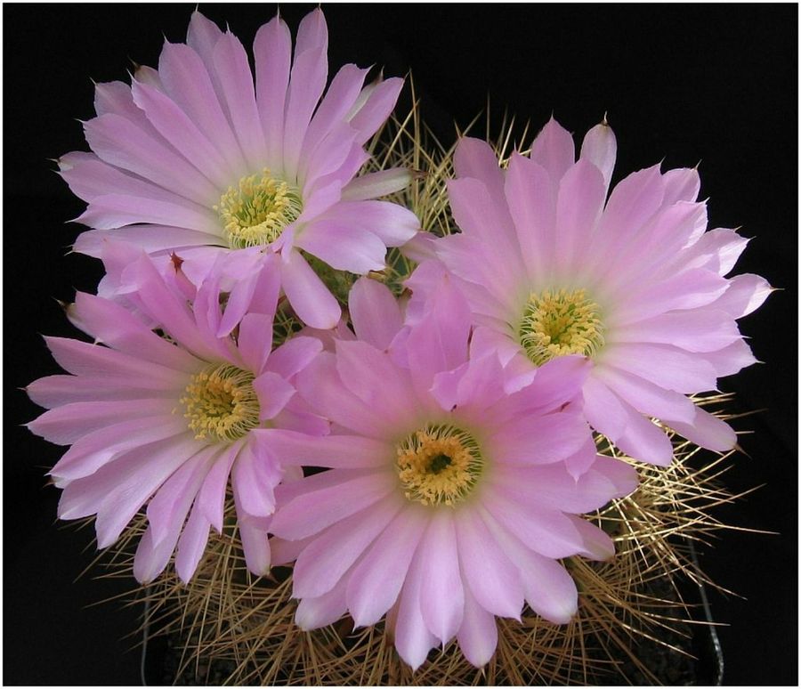 Acanthocalycium