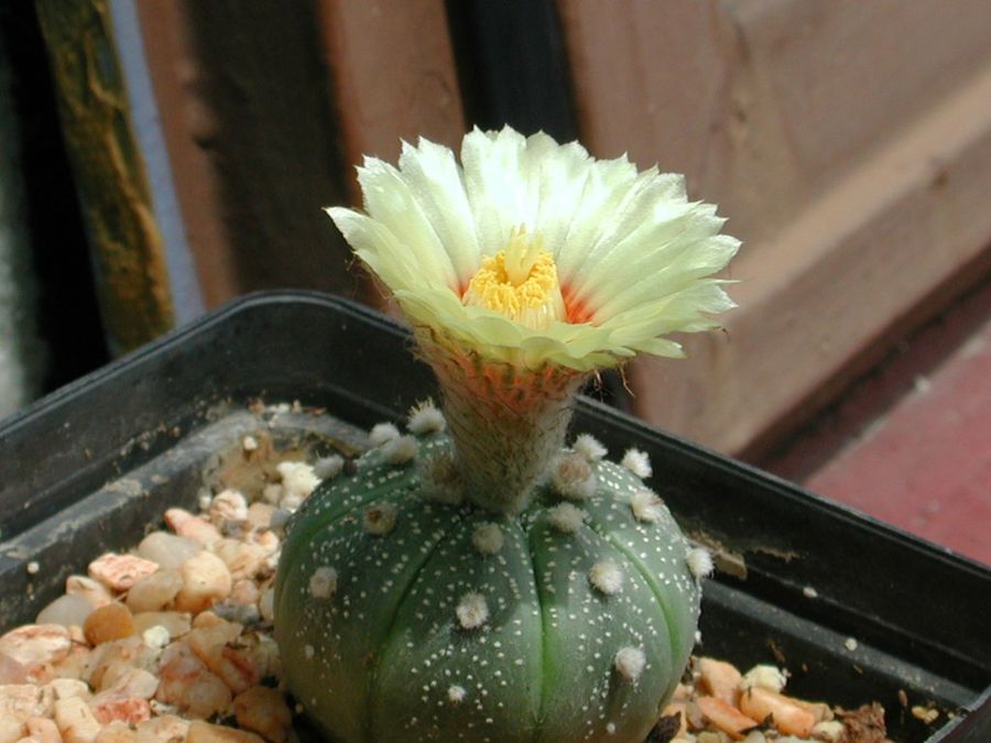 Astrophytum Asteries