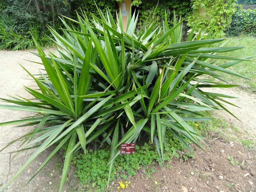 yucca aloifolia