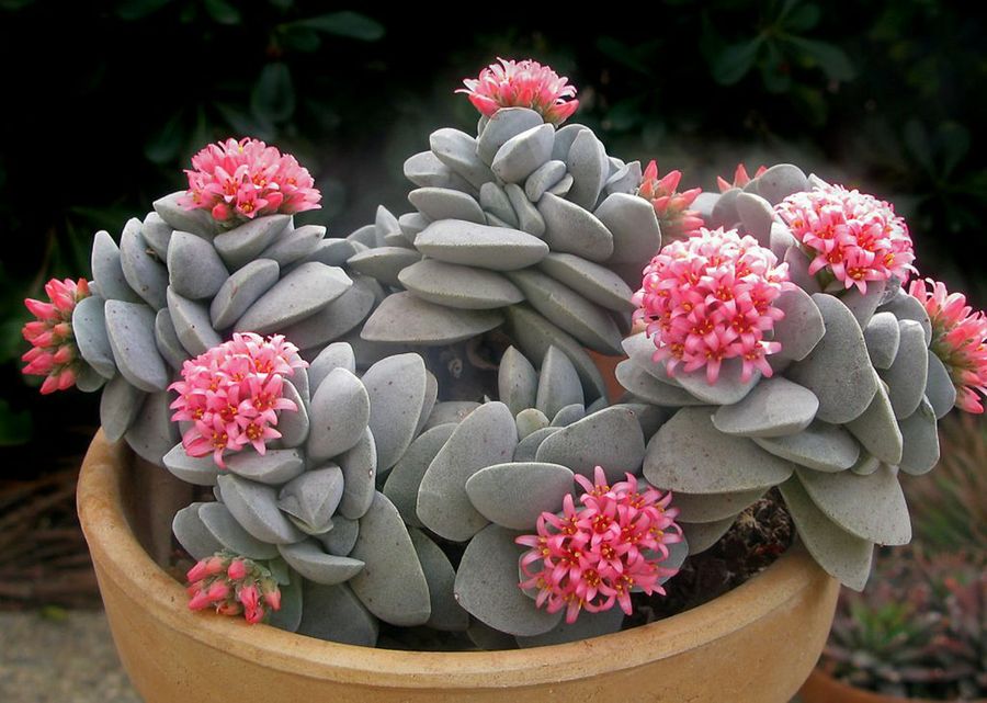 Crassula