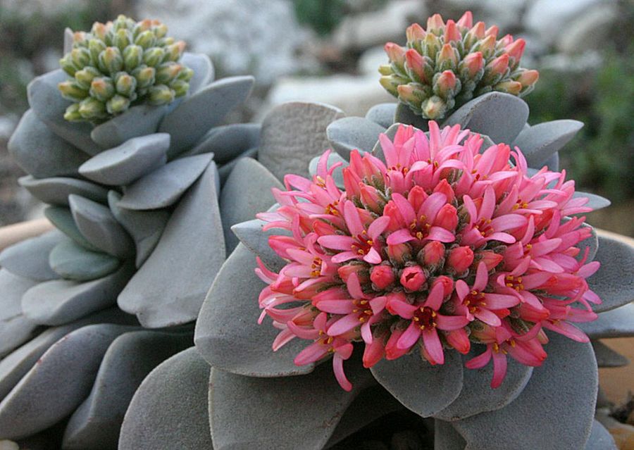 Crassula