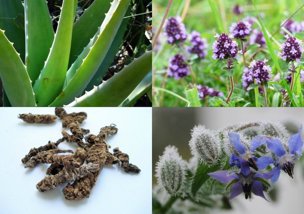 para que sirve el regaliz como planta medicinal