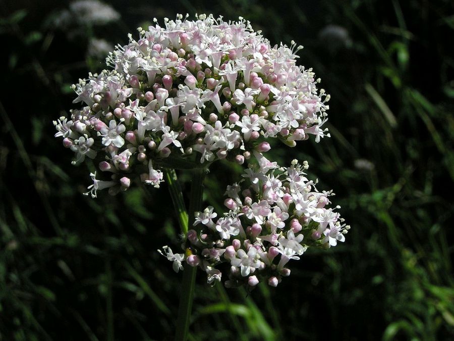 Valeriana officinalis
