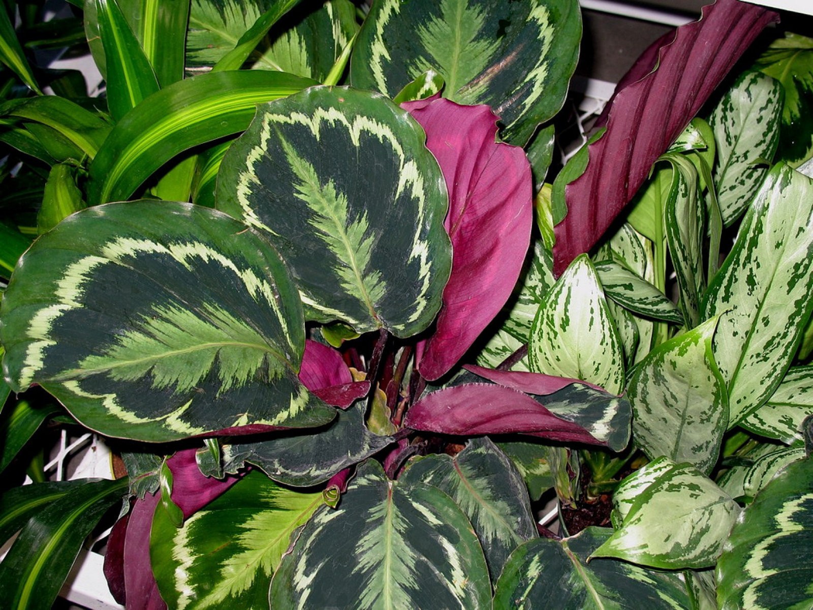 Calathea