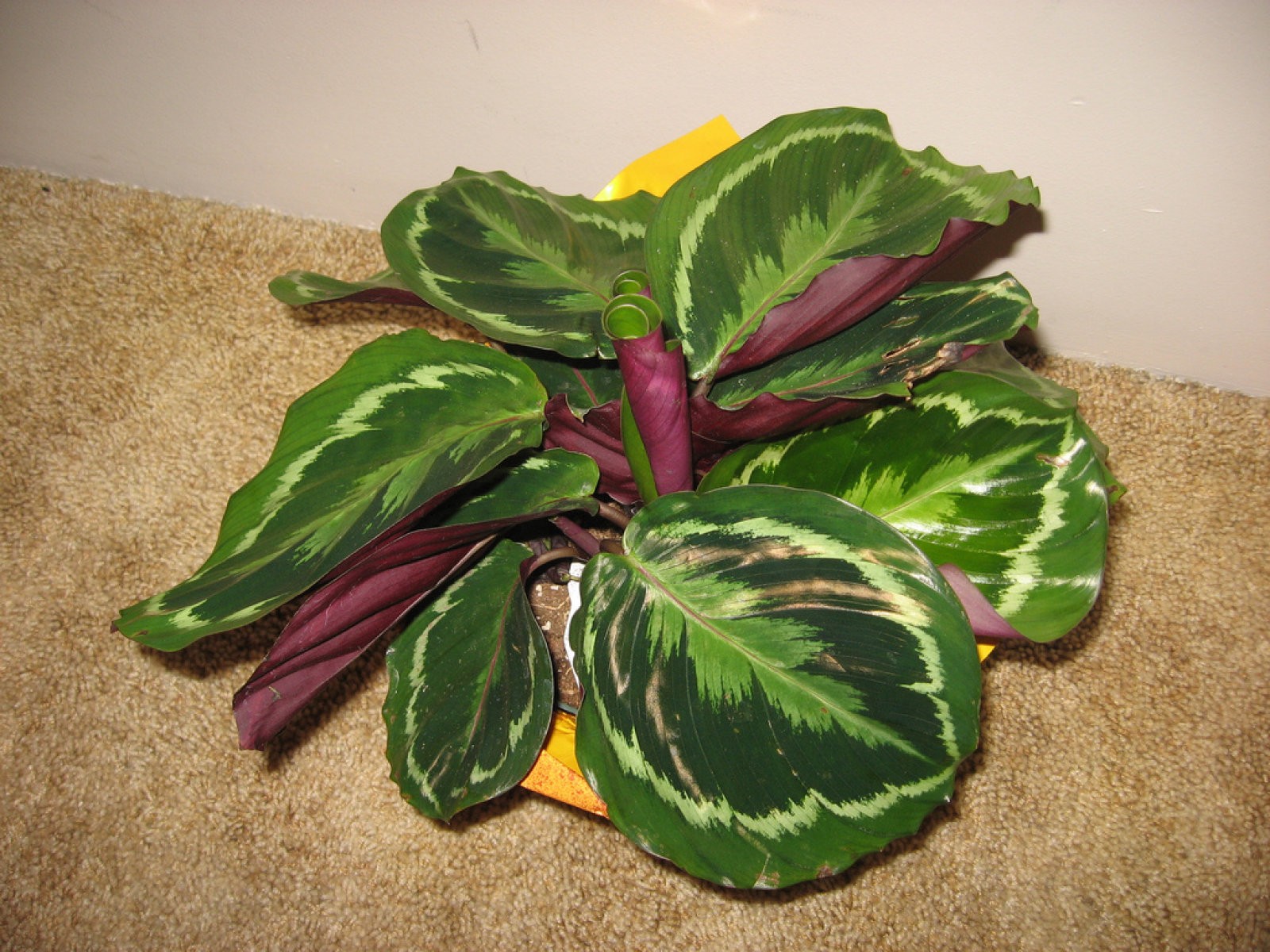 Calathea