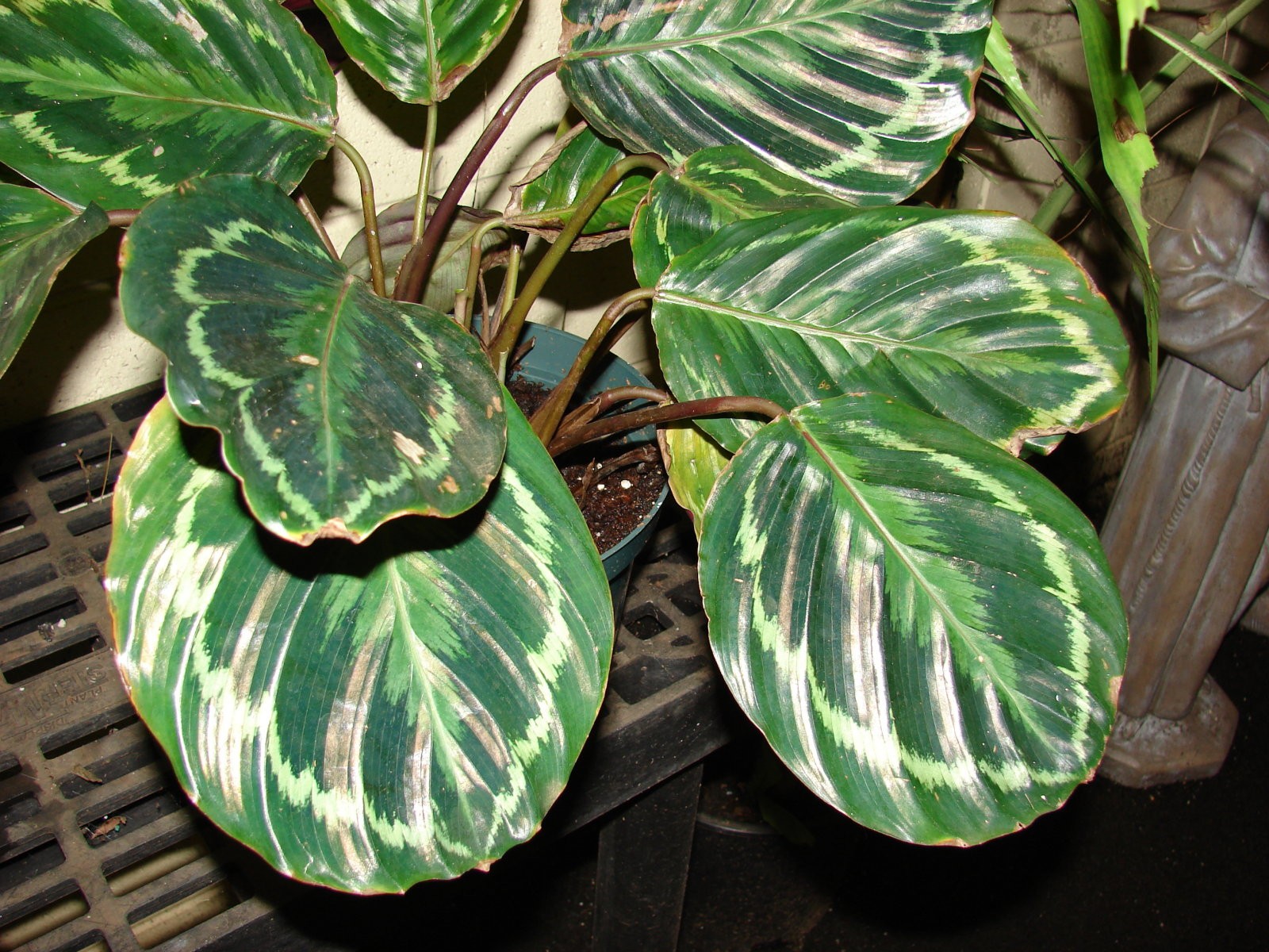 Calathea