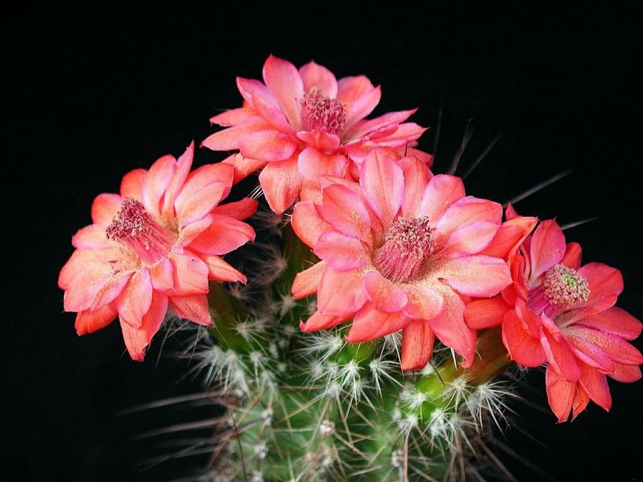 Cactus de flor más populares y otros consejos | Plantas