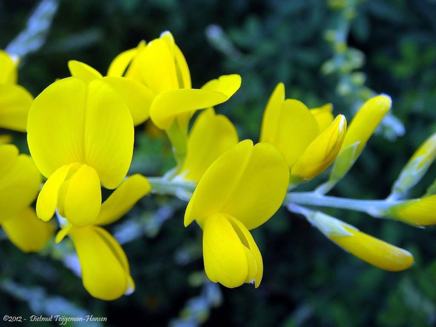 Genista
