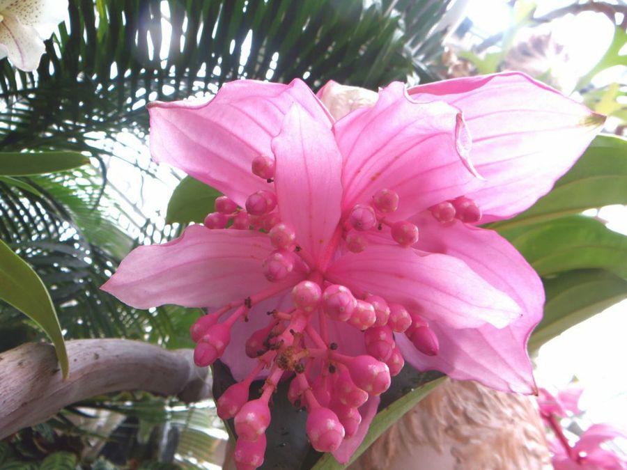 Medinilla