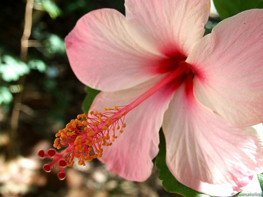 Hibisco