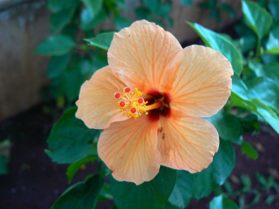 Hibisco