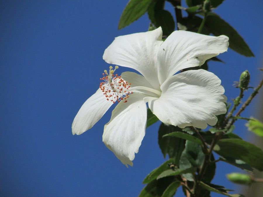 Hibisco