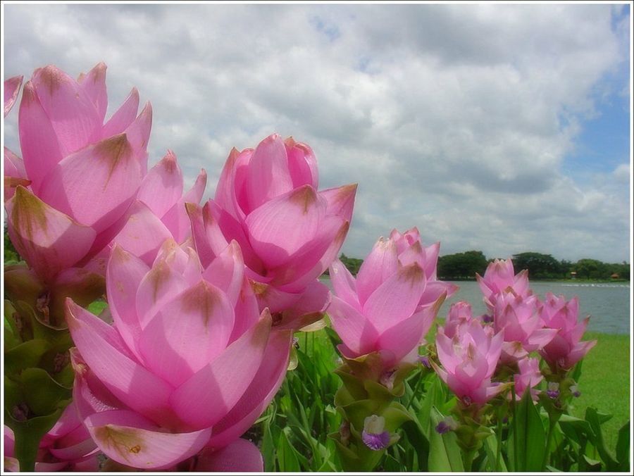 Curcuma
