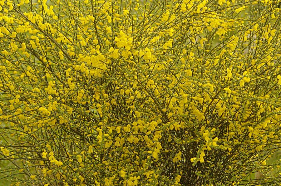 Cytisus