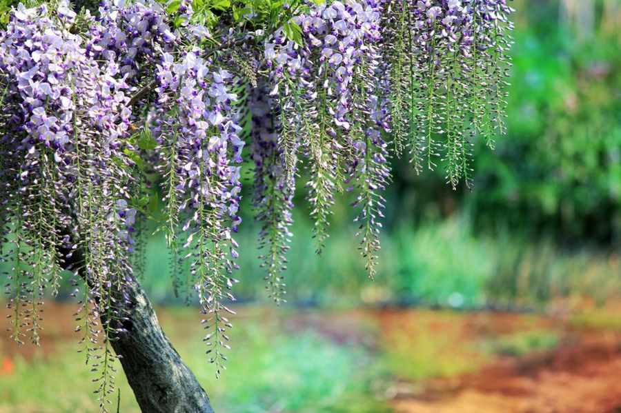 Wisteria