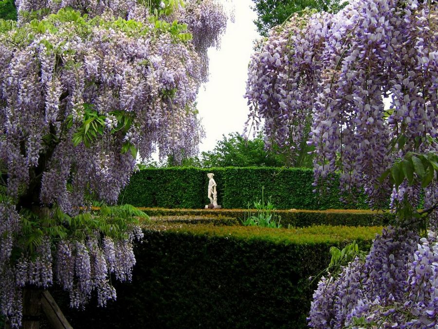 Wisteria