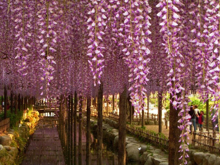 Wisteria