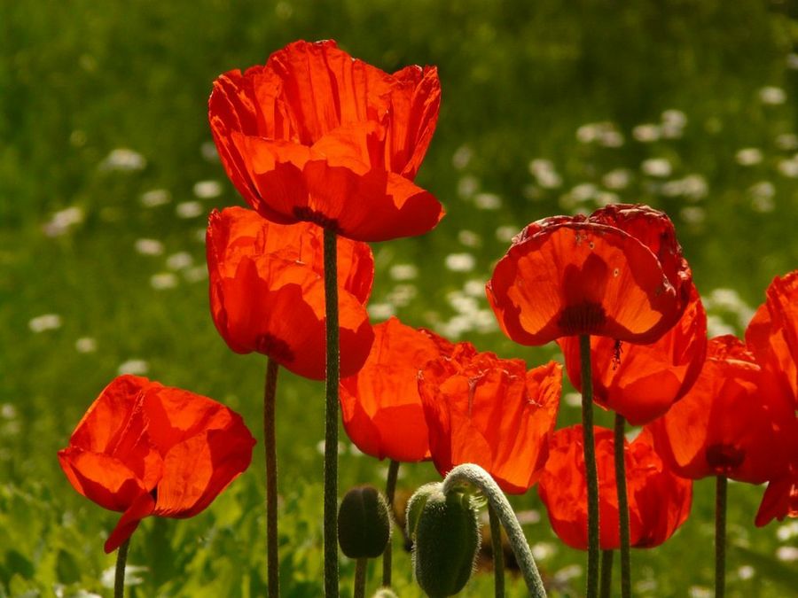 Papaver
