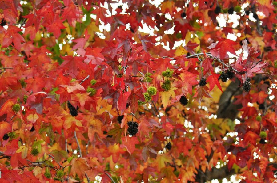 Liquidambar styraciflua