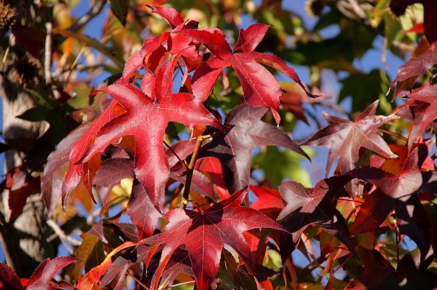Liquidambar styraciflua